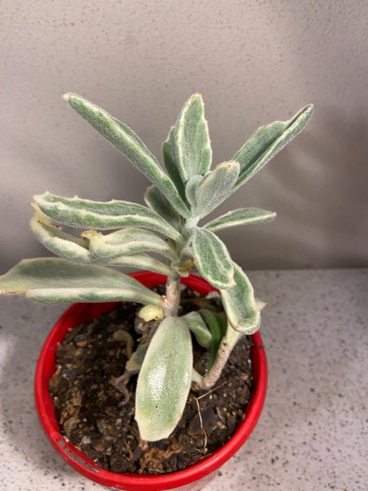 Kalanchoe Tomentosa Variegated 130mm