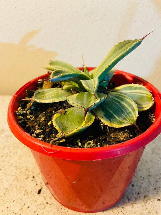 Agave Parryi Truncata 'Lime Streak 130mm