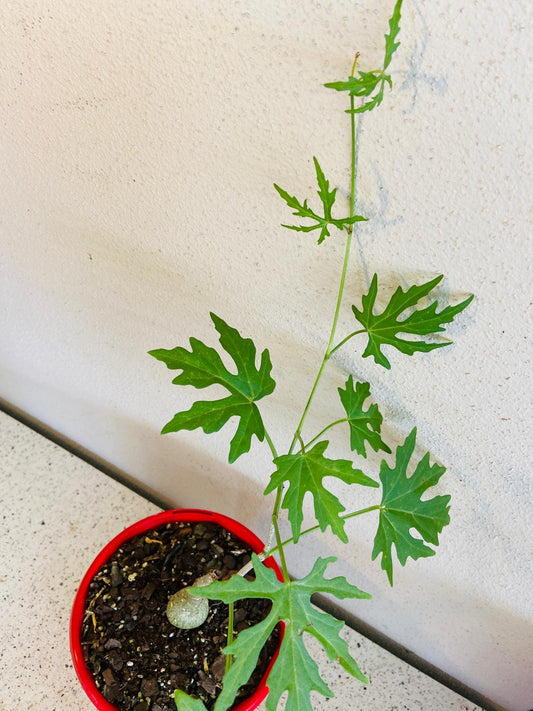 Cissus Tuberosa 130mm