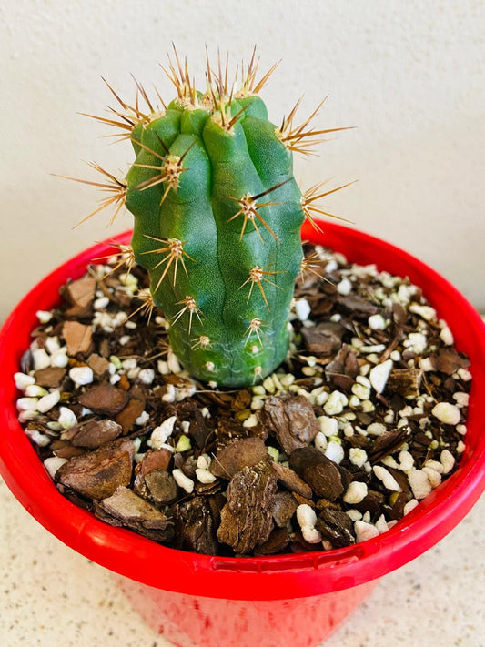 Cacti - Azurocereus Hertinglianus