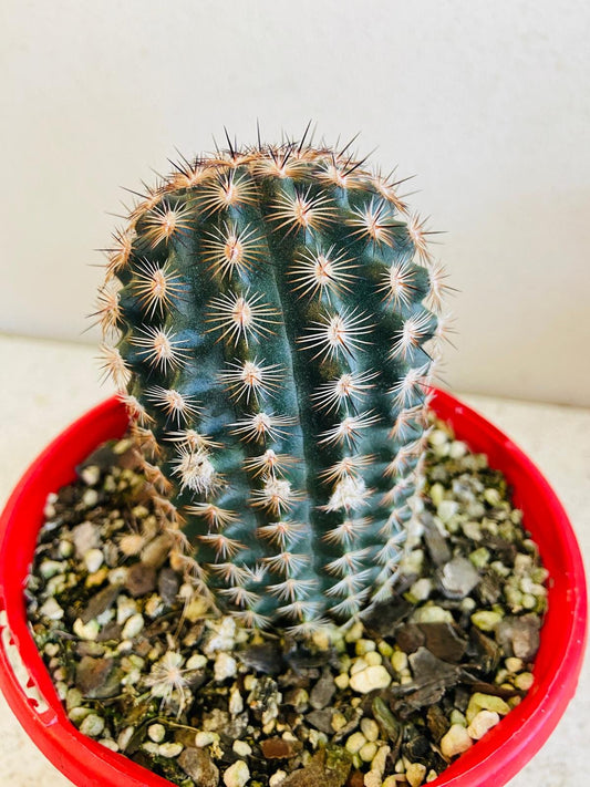Cacti - Echinocactus #46