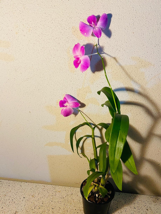 Dendrobium Burana Stripe 100mm