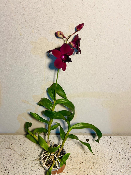 Dendrobium Airy Crimson 100mm