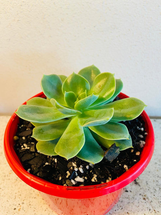 Echeveria Viridus 130mm