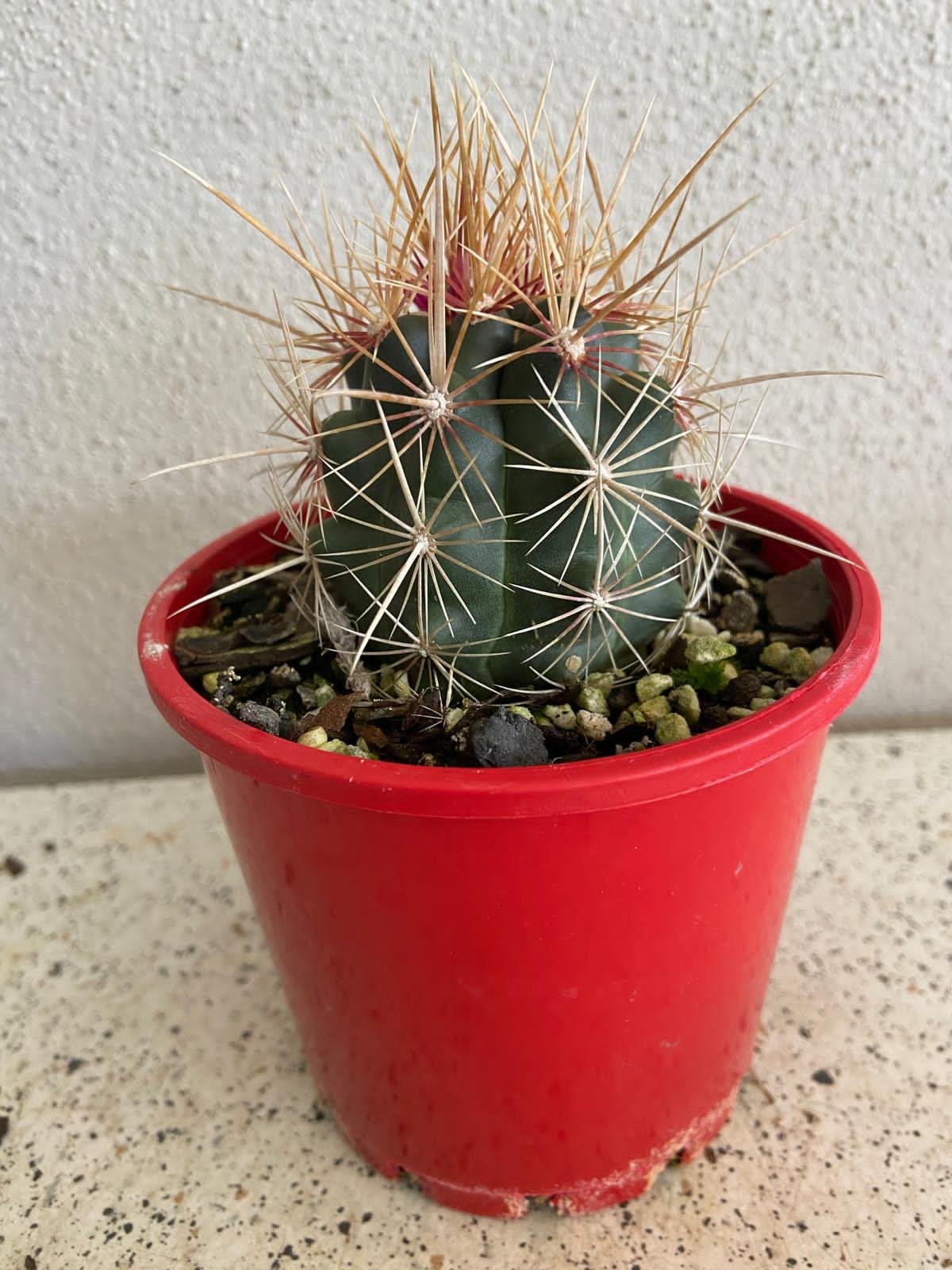 Cacti - Thelocactus Bicolour