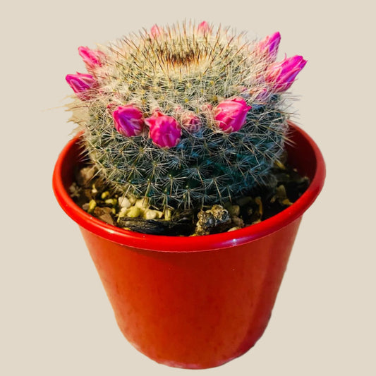 Cacti - Mammillaria Old Lady Cactus-80mm