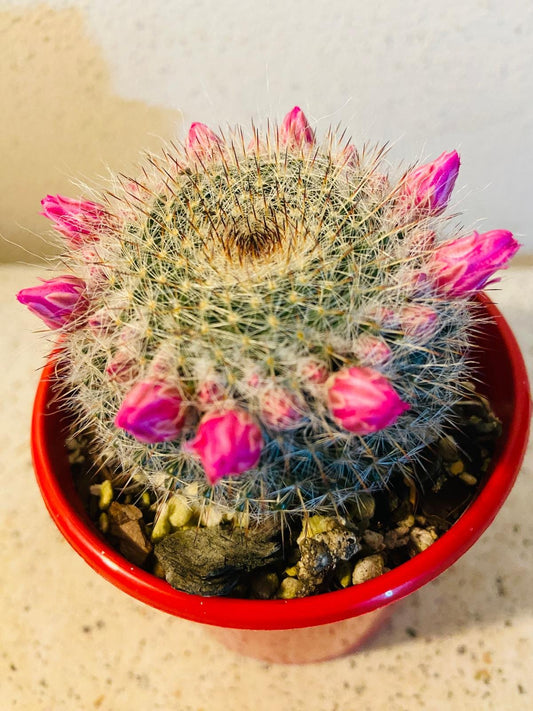 Cacti - Mammillaria Old Lady Cactus-80mm