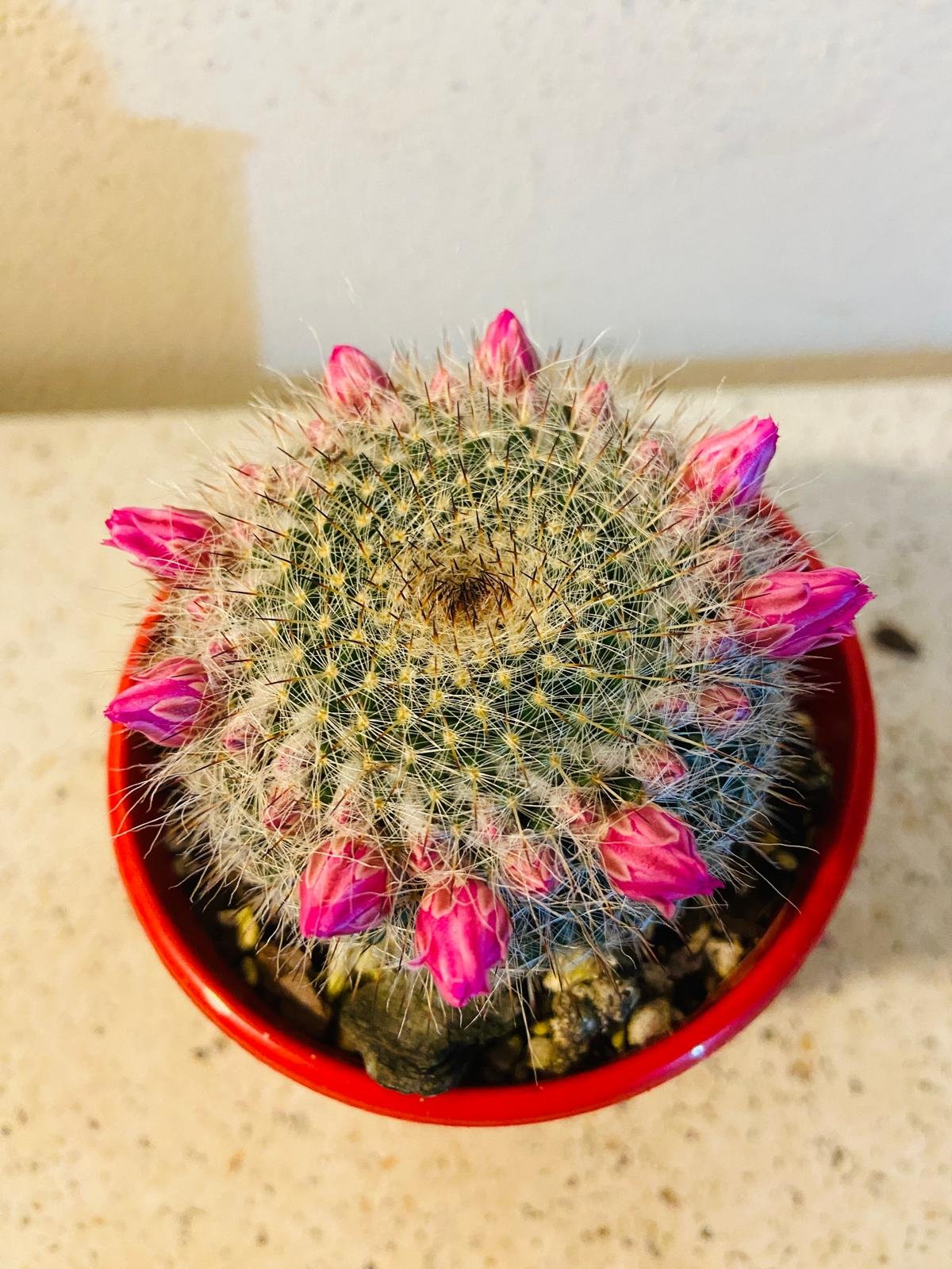 Cacti - Mammillaria Old Lady Cactus-80mm