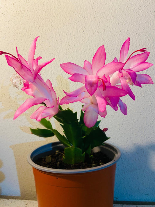 Cacti Zygocactus Caroline -130mm