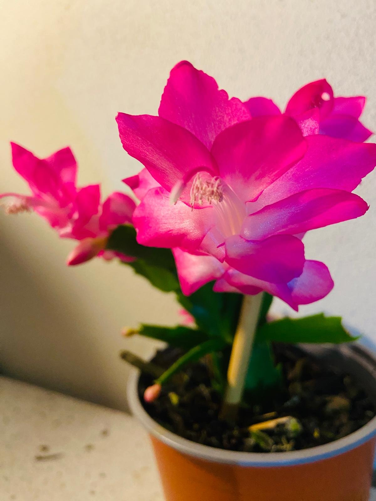 Cacti Zygocactus Ritt - 130mm