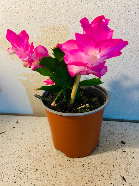 Cacti Zygocactus Ritt - 130mm