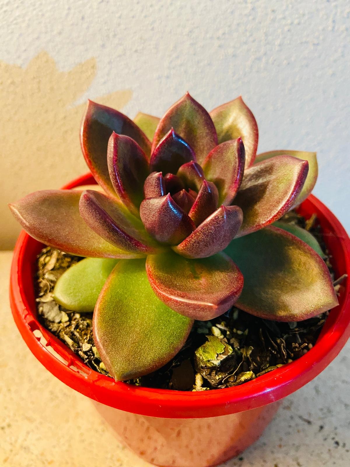 Echeveria Blood Maria 130mm