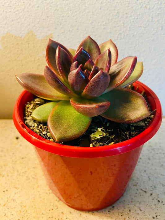 Echeveria Blood Maria 130mm