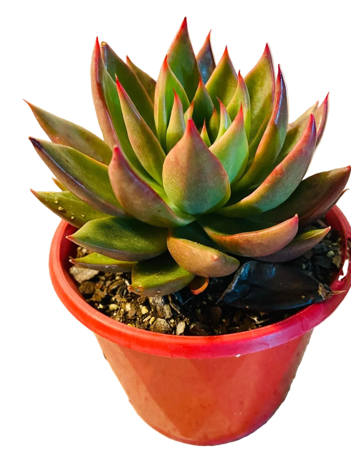 echeveria miranda succulent Buy Echeveria Miranda
