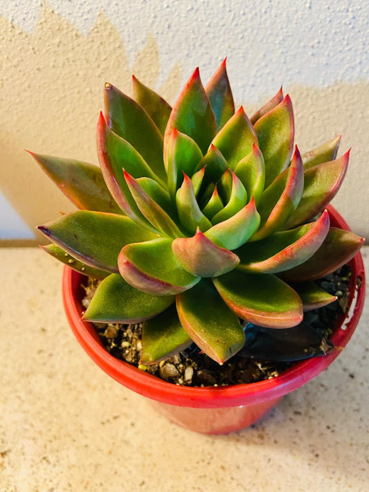 Echeveria Miranda 130mm