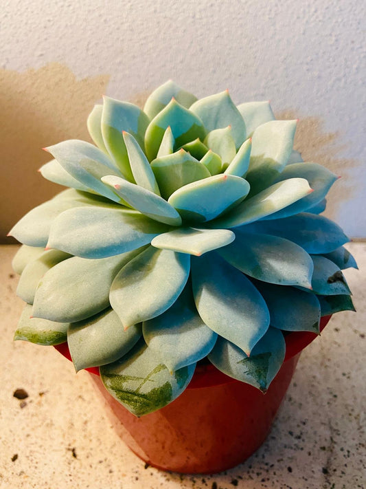 Echeveria Larissa 130mm
