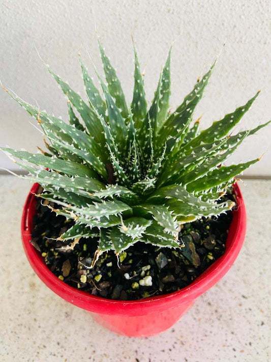 Aloe Hybrid Tielbergs Triumph 130mm