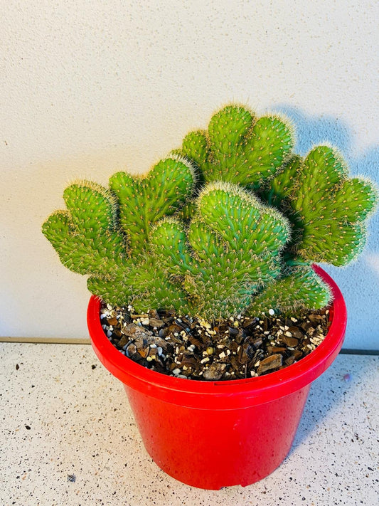 Cacti - Cleistocactus Samaipatanus Crest #56