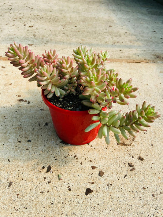 Sedum Pink Jelly Beans (Pre-Order)