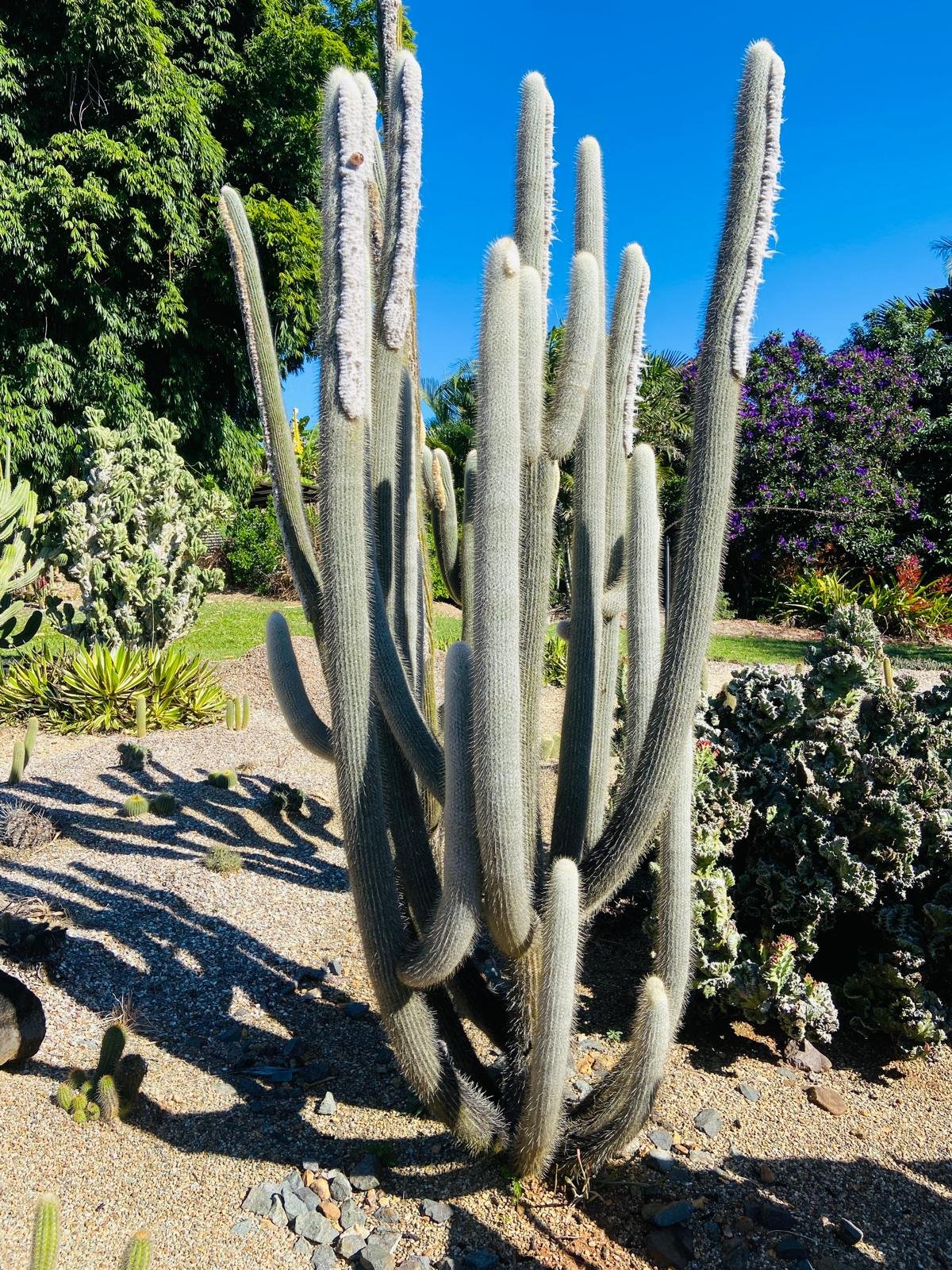 types of cactus australia Buy Espostoa Old Man Cactus