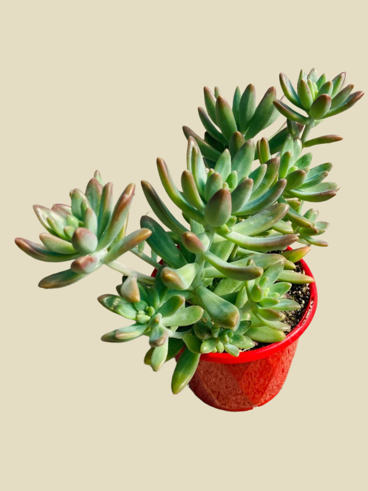 buy succulents online australia Graptosedum 'Coralee' Red Rosette