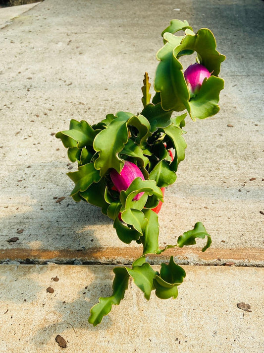 Epiphyllum Curly Sue 130mm
