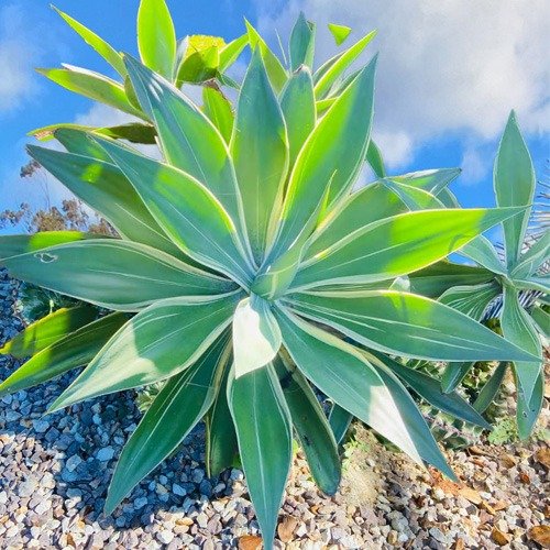 Buy Foxtail Agave Tandara Tiger