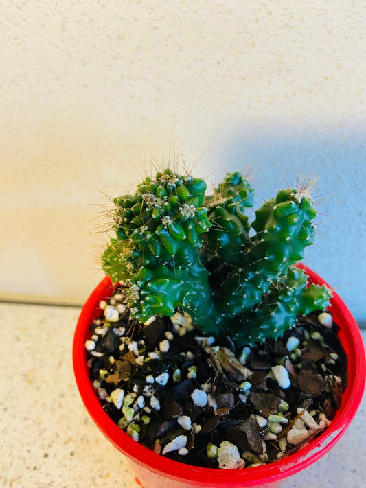 Cereus Monstrose 100mm