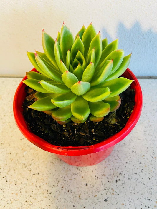 Echeveria Frank 130mm