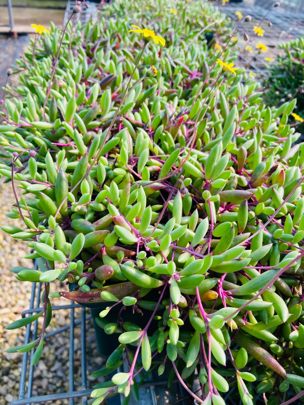 string of rubies succulent Buy Ruby Necklace Othonna capensis