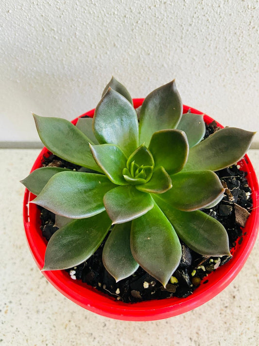 Echeveria Black Princess 130mm