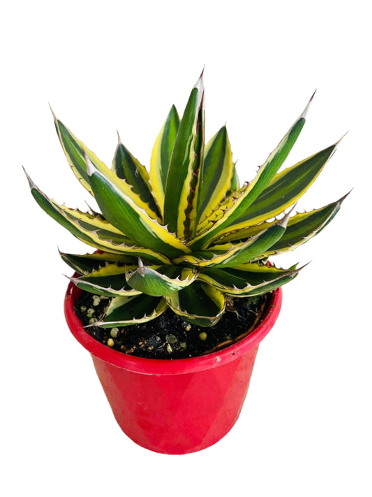 Agave Quadricolour (Quadricolor Agave)