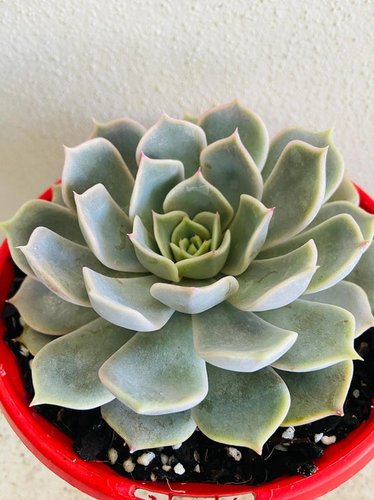 Echeveria Janus 130mm