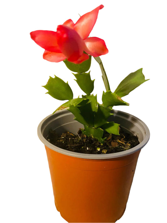 Cacti Zygocactus Schlumbergera 'Olga' -130mm