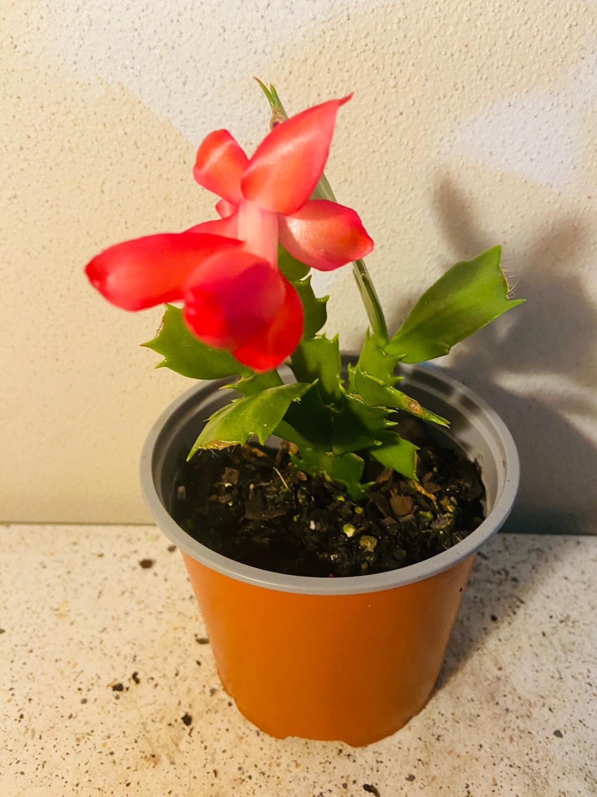 Cacti Zygocactus Schlumbergera 'Olga' -130mm