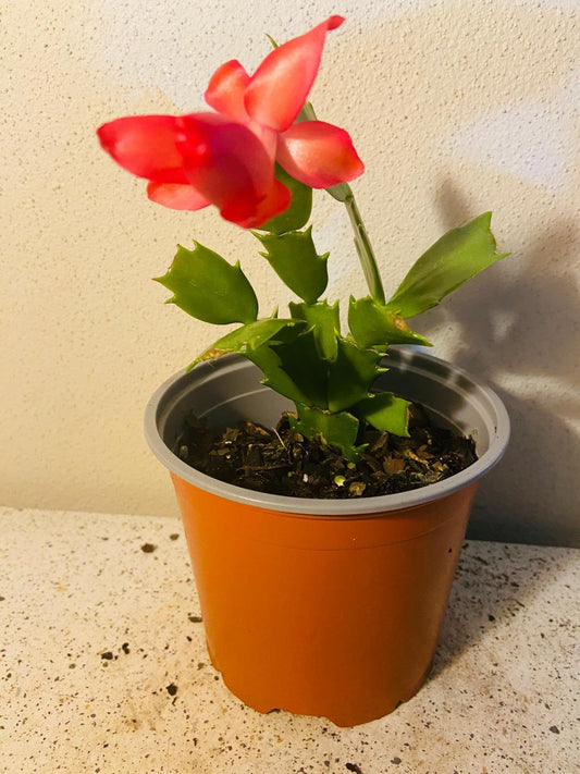 Cacti Zygocactus Schlumbergera 'Olga' -130mm