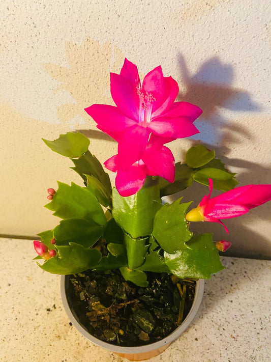 Cacti Zygocactus Sharon-130mm