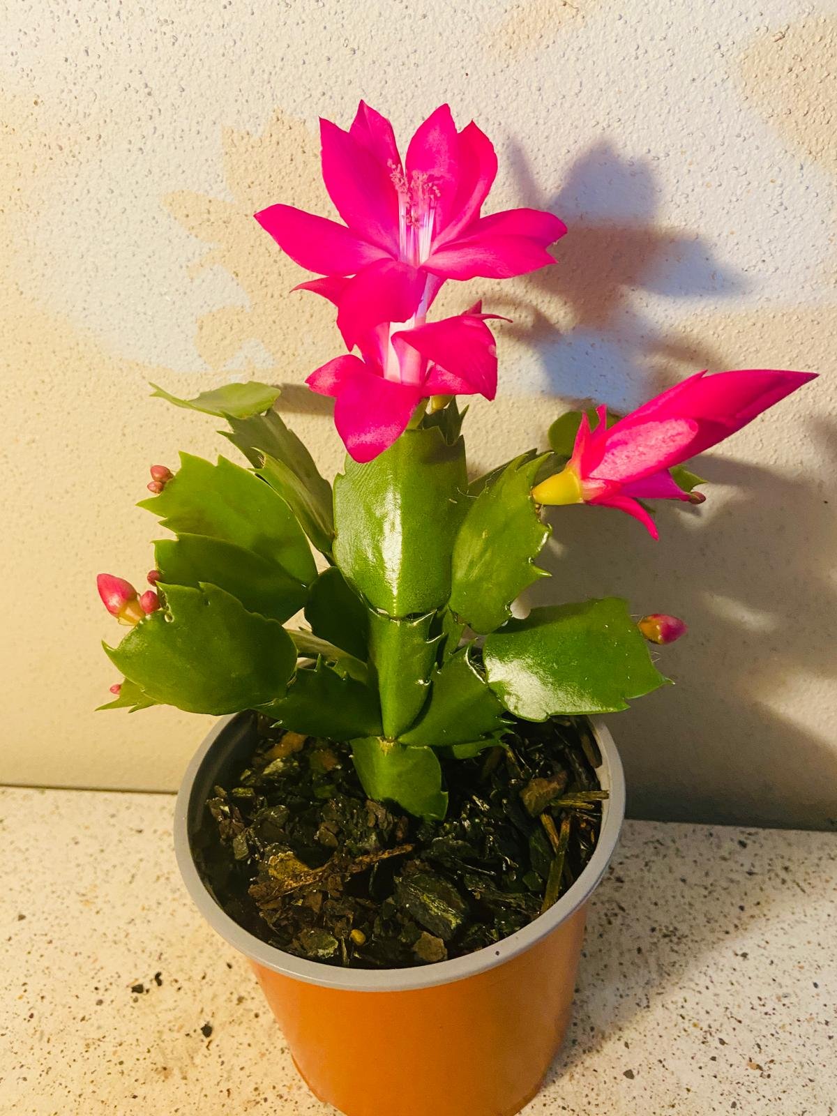 Cacti Zygocactus Sharon-130mm