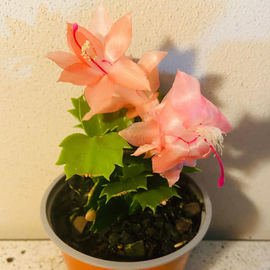 Cacti Zygocactus Freya