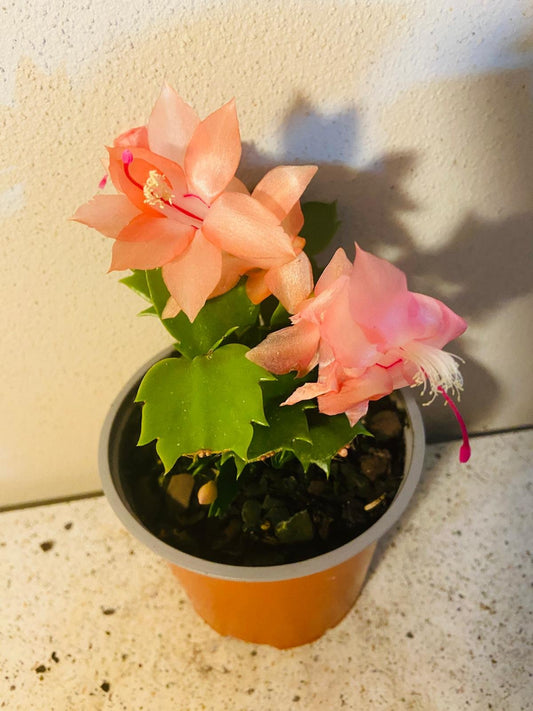 Cacti Zygocactus Freya -130mm