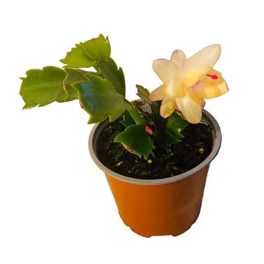Cacti Zygocactus Sophia