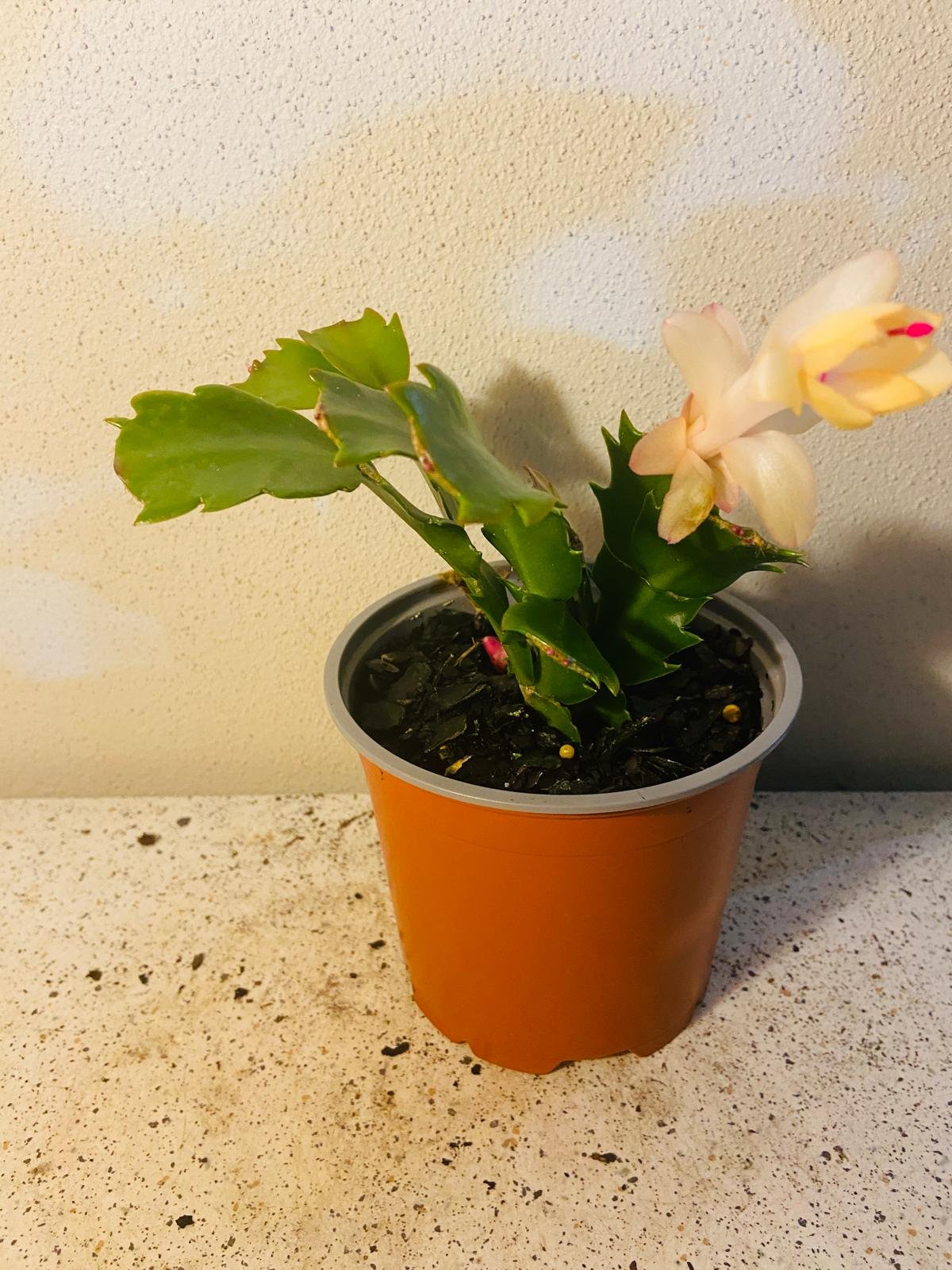 Cacti Zygocactus Sophia -130mm