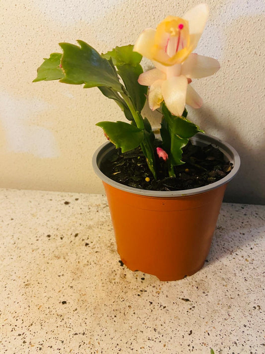 Cacti Zygocactus Sophia -130mm