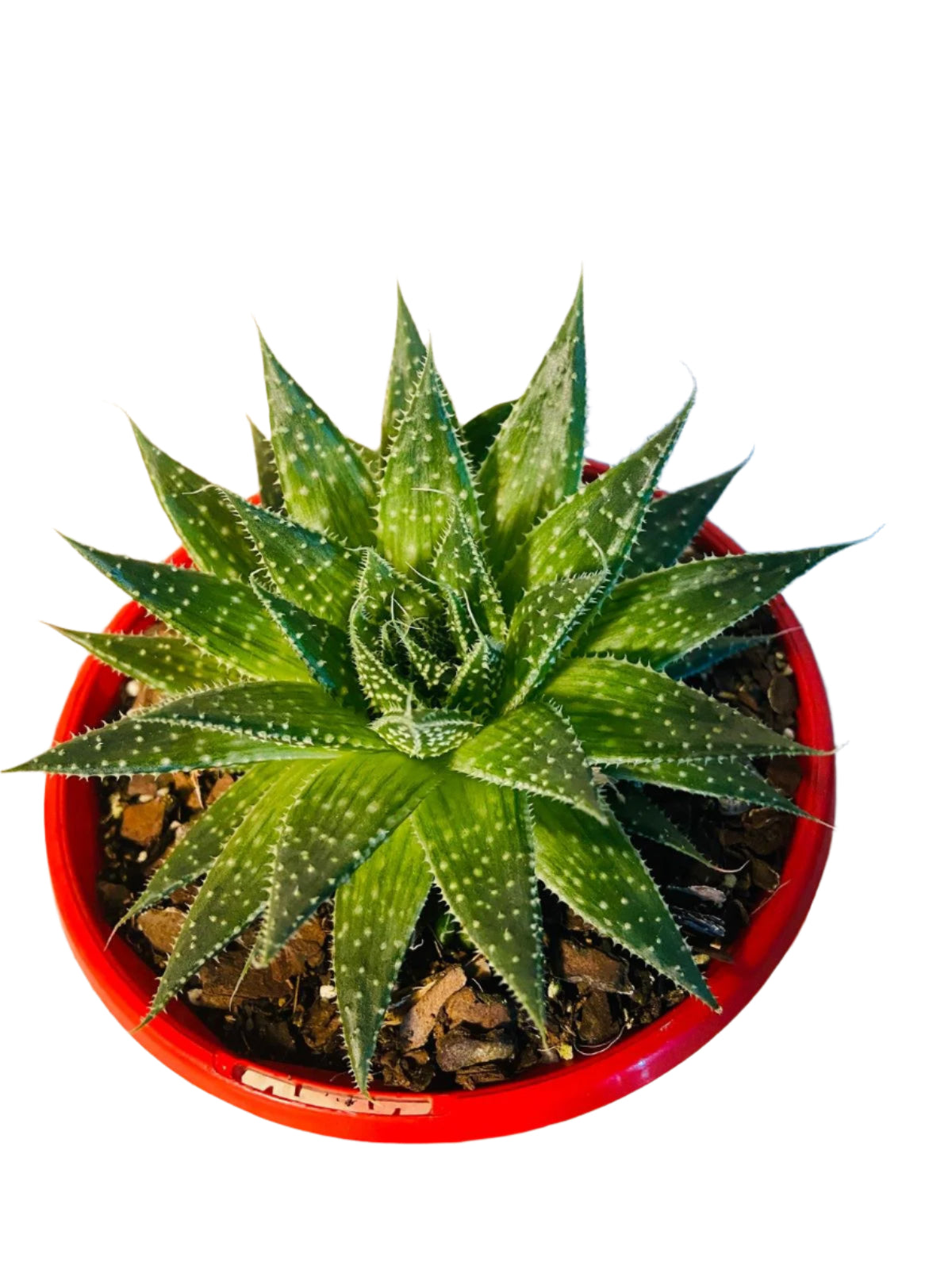 aloe aristata succulent plant Lace Aloe (Aloe aristata)