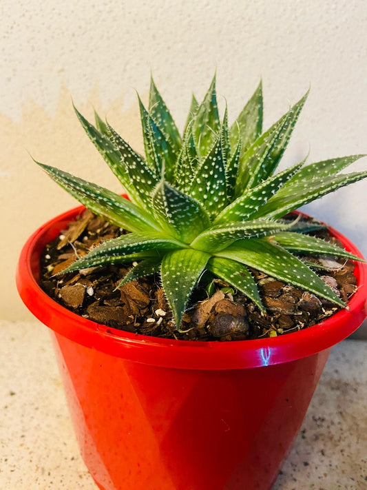 Aloe Hybrid Aristata- Lace Aloe 80mm