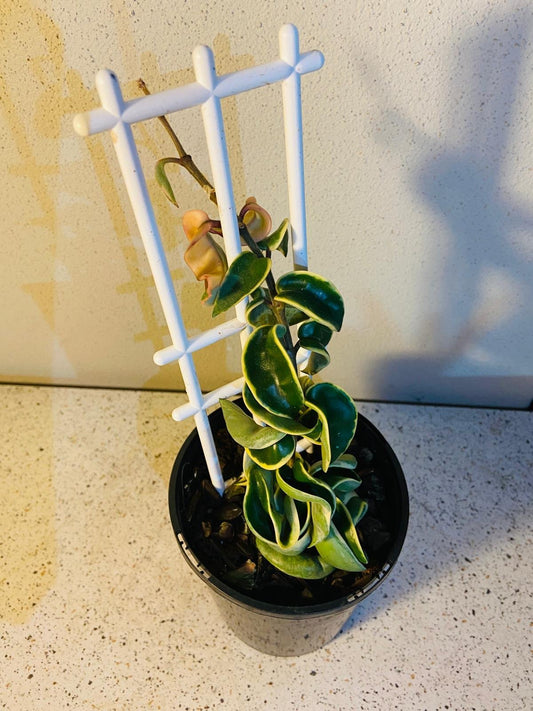 Hoya 'Hindu Rope Variegated 140mm