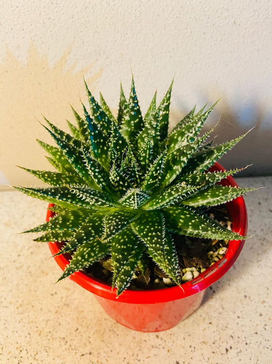 Aloe Sunstar 130mm