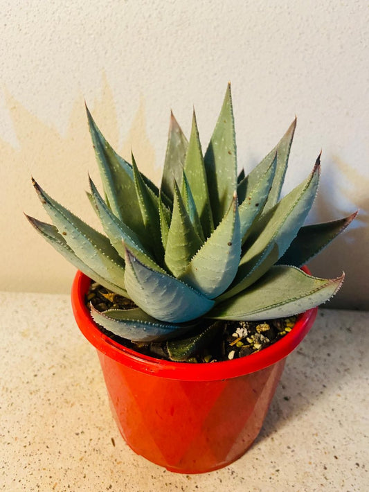 Gasteria Kabella