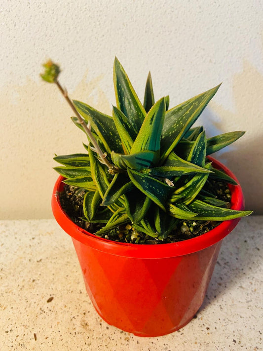 Gasteria X Aloe New Dawn-130mm