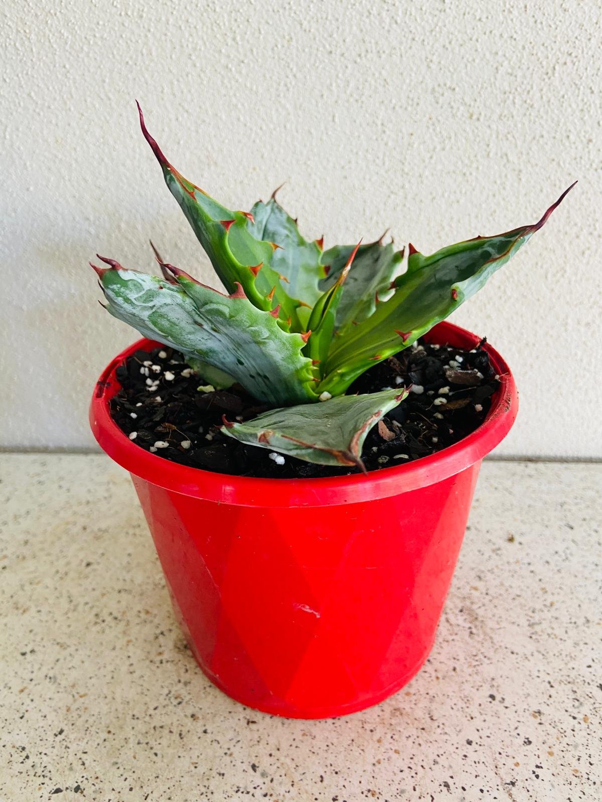Agave Colorata Marginata Variegated 130mm